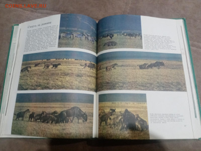 Медведи и другие хищные звери до 12.02.26 в 22:00 по мск - IMG_20260206_231048