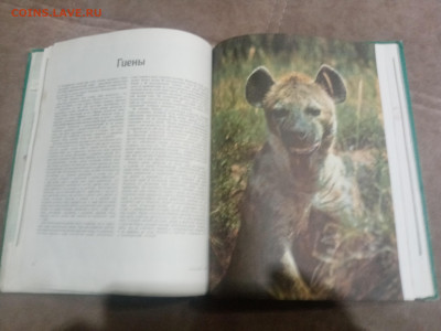 Медведи и другие хищные звери до 12.02.26 в 22:00 по мск - IMG_20260206_231043