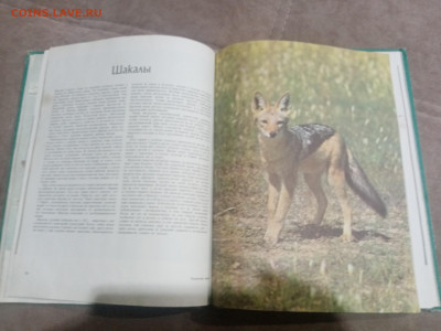 Медведи и другие хищные звери до 12.02.26 в 22:00 по мск - IMG_20260206_231040