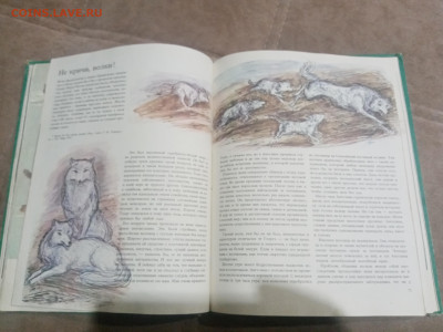 Медведи и другие хищные звери до 12.02.26 в 22:00 по мск - IMG_20260206_231036