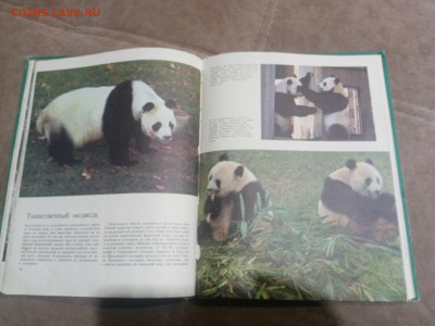 Медведи и другие хищные звери до 12.02.26 в 22:00 по мск - IMG_20260206_231032