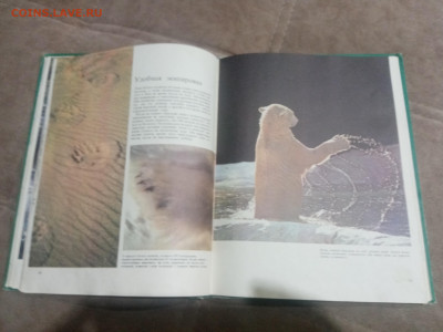 Медведи и другие хищные звери до 12.02.26 в 22:00 по мск - IMG_20260206_231028