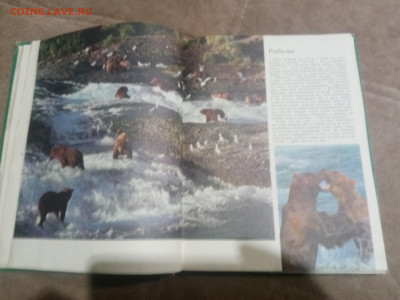 Медведи и другие хищные звери до 12.02.26 в 22:00 по мск - IMG_20260206_231011