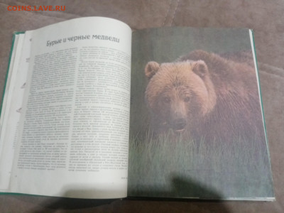 Медведи и другие хищные звери до 12.02.26 в 22:00 по мск - IMG_20260206_231007