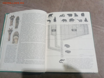 Медведи и другие хищные звери до 12.02.26 в 22:00 по мск - IMG_20260206_231002