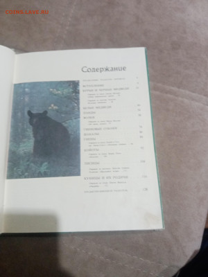 Медведи и другие хищные звери до 12.02.26 в 22:00 по мск - IMG_20260206_230952