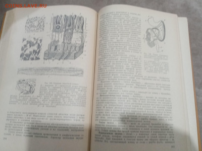 Анатомия домашних животных до 12.02.26 в 22:00 по мск - IMG_20260207_011032