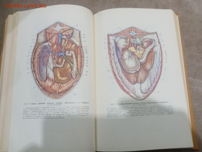 Анатомия домашних животных до 12.02.26 в 22:00 по мск - IMG_20260207_011000