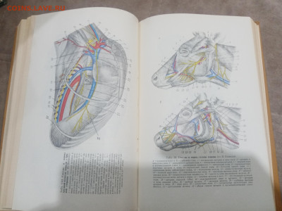 Анатомия домашних животных до 12.02.26 в 22:00 по мск - IMG_20260207_010950