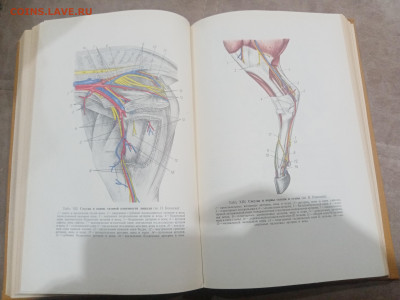 Анатомия домашних животных до 12.02.26 в 22:00 по мск - IMG_20260207_010930