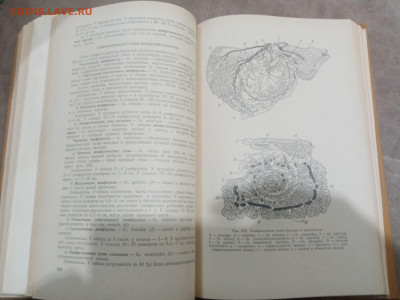 Анатомия домашних животных до 12.02.26 в 22:00 по мск - IMG_20260207_010911