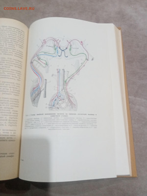 Анатомия домашних животных до 12.02.26 в 22:00 по мск - IMG_20260207_010731
