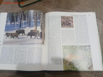 Лесная энциклопедия в 2х томах до 12.02.26 в 22:00 по мск - IMG_20260207_011946