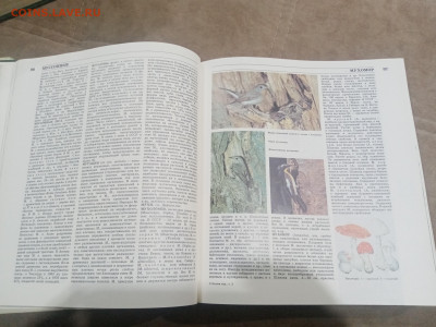 Лесная энциклопедия в 2х томах до 12.02.26 в 22:00 по мск - IMG_20260207_011913