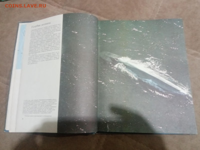 Киты и другие млекопитающие до 12.02.26 в 22:00 по мск - IMG_20260207_020025