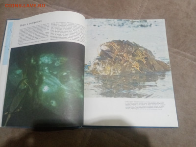 Киты и другие млекопитающие до 12.02.26 в 22:00 по мск - IMG_20260207_020013