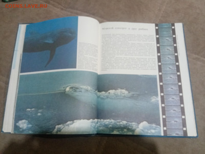 Киты и другие млекопитающие до 12.02.26 в 22:00 по мск - IMG_20260207_020003