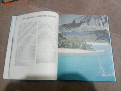 Киты и другие млекопитающие до 12.02.26 в 22:00 по мск - IMG_20260207_015953