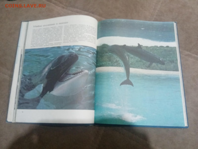 Киты и другие млекопитающие до 12.02.26 в 22:00 по мск - IMG_20260207_015943