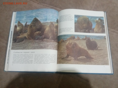 Киты и другие млекопитающие до 12.02.26 в 22:00 по мск - IMG_20260207_015933