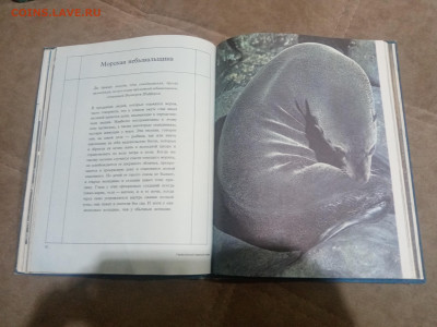 Киты и другие млекопитающие до 12.02.26 в 22:00 по мск - IMG_20260207_015923