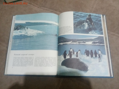 Киты и другие млекопитающие до 12.02.26 в 22:00 по мск - IMG_20260207_015913