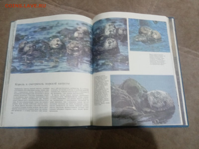 Киты и другие млекопитающие до 12.02.26 в 22:00 по мск - IMG_20260207_015854