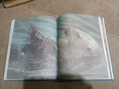 Киты и другие млекопитающие до 12.02.26 в 22:00 по мск - IMG_20260207_015844