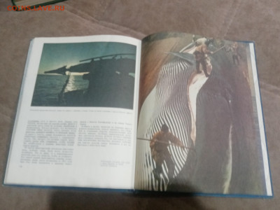 Киты и другие млекопитающие до 12.02.26 в 22:00 по мск - IMG_20260207_015831