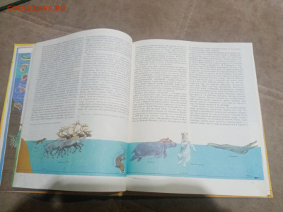 Животный мир земли до 12.02.26 в 22:00 по мск - IMG_20260207_020937