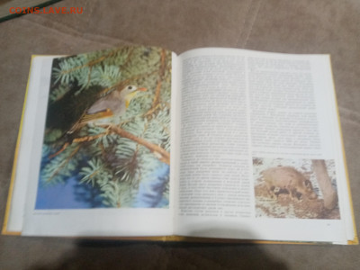 Животный мир земли до 12.02.26 в 22:00 по мск - IMG_20260207_020857