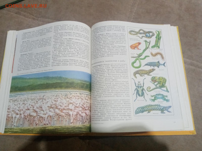 Животный мир земли до 12.02.26 в 22:00 по мск - IMG_20260207_020747