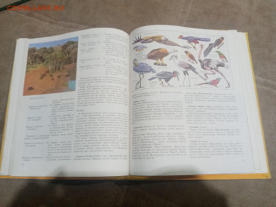 Животный мир земли до 12.02.26 в 22:00 по мск - IMG_20260207_020743