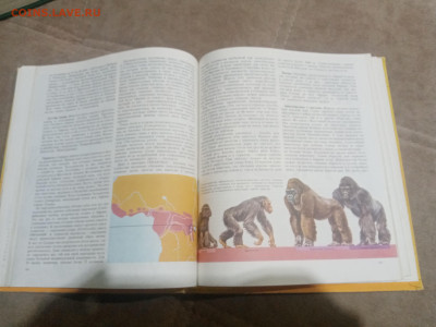 Животный мир земли до 12.02.26 в 22:00 по мск - IMG_20260207_020740