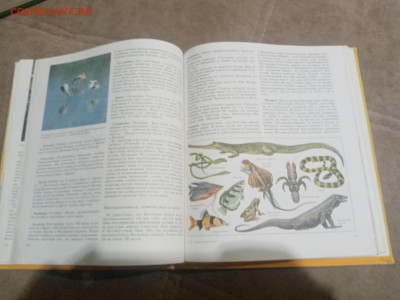 Животный мир земли до 12.02.26 в 22:00 по мск - IMG_20260207_020735