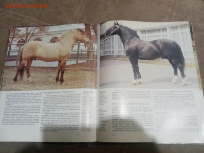 Коневодство в ссср до 12.02.26 в 22:00 по мск - IMG_20260207_033435