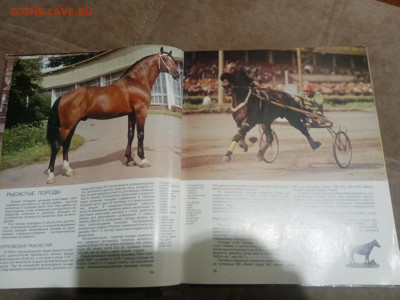 Коневодство в ссср до 12.02.26 в 22:00 по мск - IMG_20260207_033425