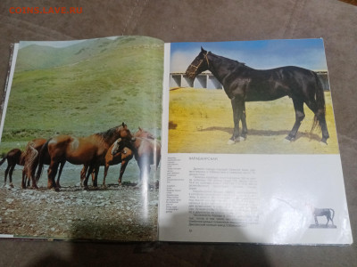 Коневодство в ссср до 12.02.26 в 22:00 по мск - IMG_20260207_033404