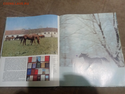 Коневодство в ссср до 12.02.26 в 22:00 по мск - IMG_20260207_033333