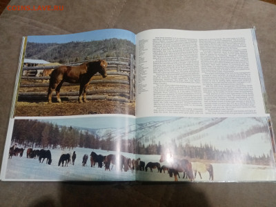 Коневодство в ссср до 12.02.26 в 22:00 по мск - IMG_20260207_033251