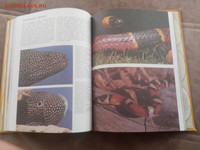 Способы защиты у животных до 13.02.26 в 22:00 по мск - IMG_20260207_111431