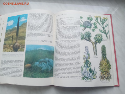 Растительный мир земли в 2х томах до 13.02.26 в 22:00 по мск - IMG_20260207_120114