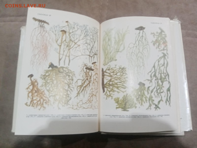 Водоросли лишайники ссср до 13.02.26 в 22:00 по мск - IMG_20260208_015709