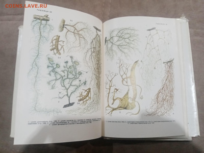 Водоросли лишайники ссср до 13.02.26 в 22:00 по мск - IMG_20260208_015701