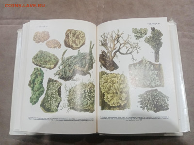 Водоросли лишайники ссср до 13.02.26 в 22:00 по мск - IMG_20260208_015647