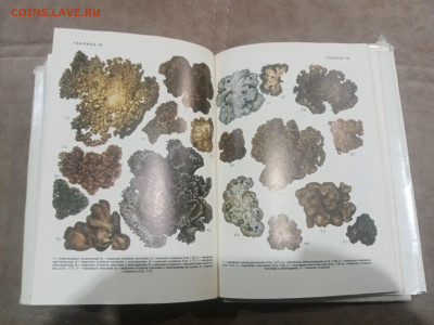 Водоросли лишайники ссср до 13.02.26 в 22:00 по мск - IMG_20260208_015635