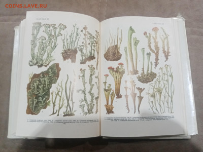 Водоросли лишайники ссср до 13.02.26 в 22:00 по мск - IMG_20260208_015629