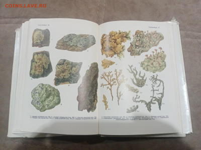 Водоросли лишайники ссср до 13.02.26 в 22:00 по мск - IMG_20260208_015613