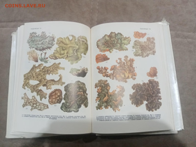 Водоросли лишайники ссср до 13.02.26 в 22:00 по мск - IMG_20260208_015607