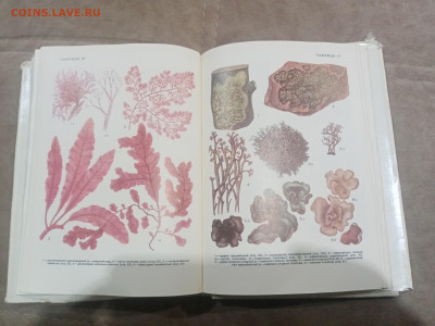 Водоросли лишайники ссср до 13.02.26 в 22:00 по мск - IMG_20260208_015557